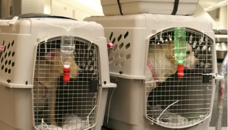 Traveling with dogs on planes