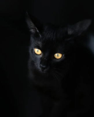 Bombay Cats : The Miniature Panther