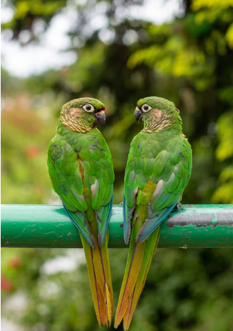 green cheek parakeet