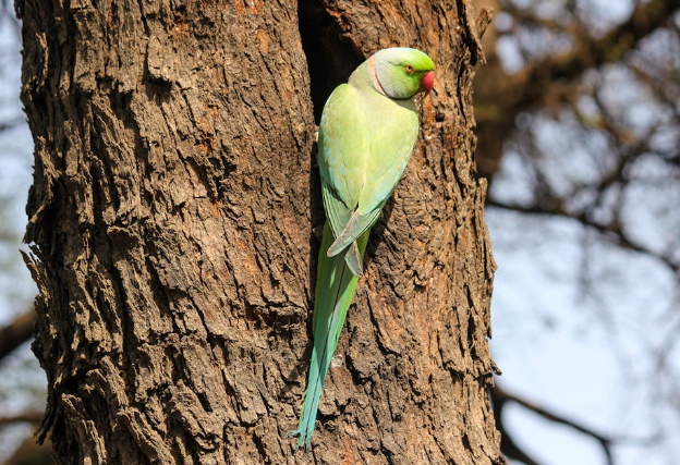 Green Cheek Parakeet